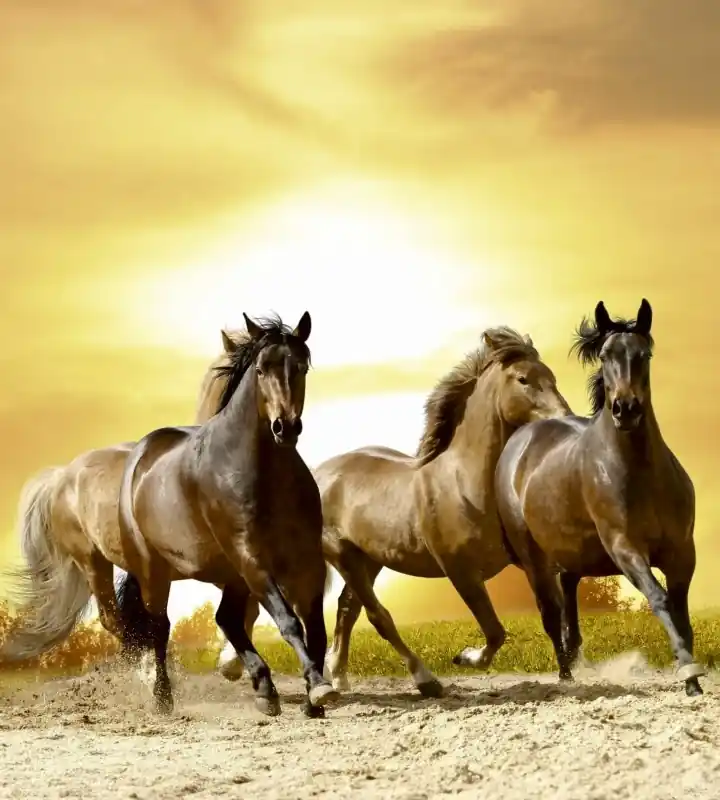 Fototapeta na flizelinie MS-3-0227 HORSES IN SUNSET Ekspresowa dostawa