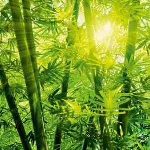 Darmowa dostawa FotoTAPETA flizelinowa 5403-4 Bamboo Forest