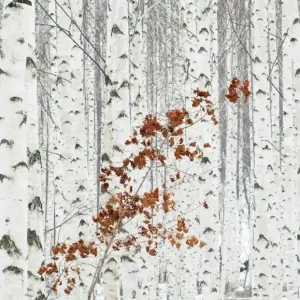 FotoTAPETA na flizelinie 5104-4 White Birch Forest Okazja