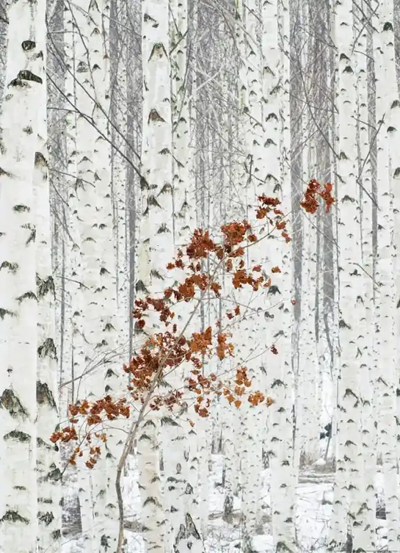 FotoTAPETA na flizelinie 5104-4 White Birch Forest Okazja