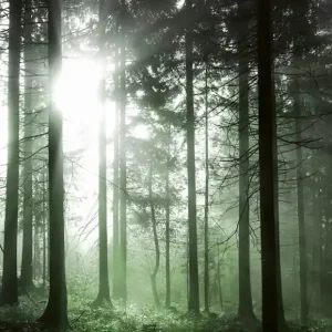 Zamów teraz FotoTAPETA na flizelinie 5181-4 Sun Rays