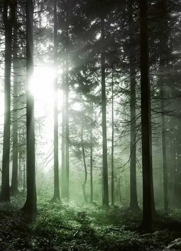 Zamów teraz FotoTAPETA na flizelinie 5181-4 Sun Rays