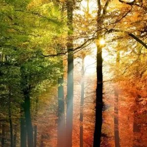 Bezpieczne zakupy FotoTAPETA na flizelinie 5483-4 Golden Autumn