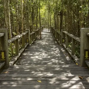 Promocja Fototapeta na flizelinie MS-3-0059 MANGROVE FOREST