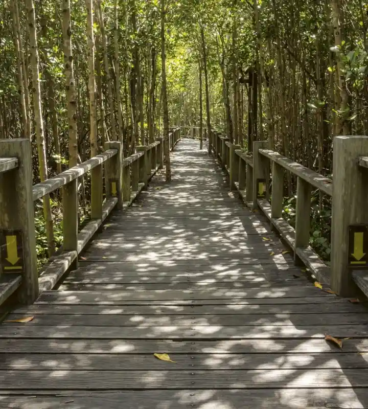 Promocja Fototapeta na flizelinie MS-3-0059 MANGROVE FOREST