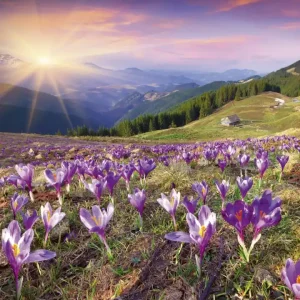 Wyprzedaż Fototapeta na flizelinie MS-3-0064 CROCUSES AT SPRING