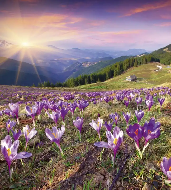 Wyprzedaż Fototapeta na flizelinie MS-3-0064 CROCUSES AT SPRING