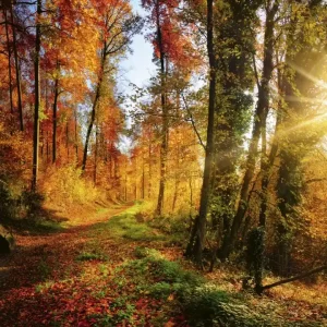 Fototapeta na flizelinie MS-3-0065 FOREST WALK Bestseller