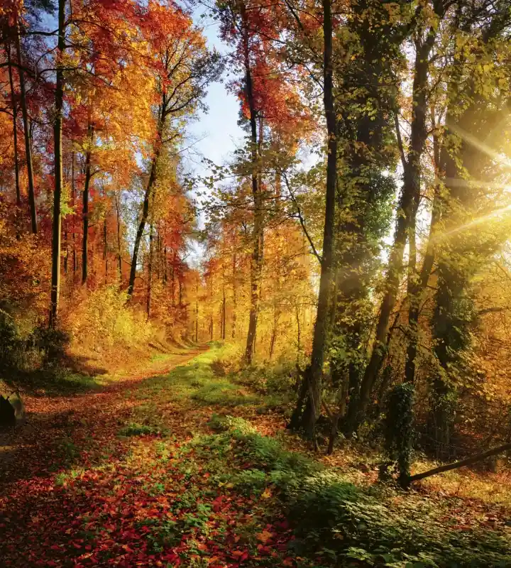 Fototapeta na flizelinie MS-3-0065 FOREST WALK Bestseller