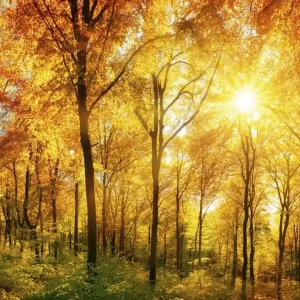 Fototapeta na flizelinie MS-3-0067 SUNNY FOREST Bestseller