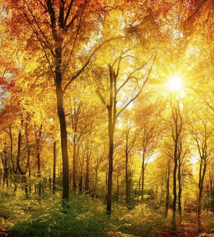 Fototapeta na flizelinie MS-3-0067 SUNNY FOREST Bestseller