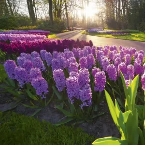 Fototapeta na flizelinie MS-3-0068 HYACINTH FLOWERS Bestseller