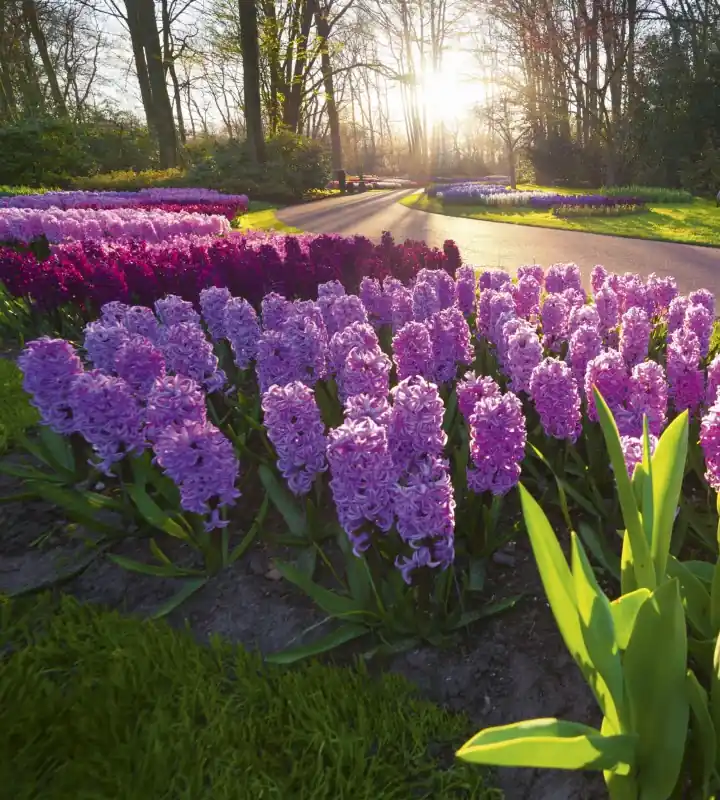 Fototapeta na flizelinie MS-3-0068 HYACINTH FLOWERS Bestseller