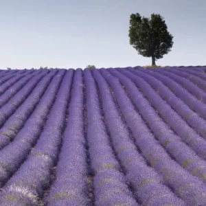 Oferta limitowana Fototapeta na flizelinie MS-3-0088 LAVENDER FIELD