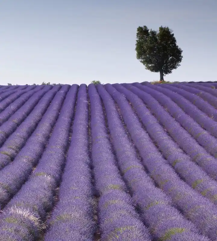 Oferta limitowana Fototapeta na flizelinie MS-3-0088 LAVENDER FIELD