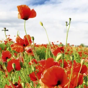 Fototapeta na flizelinie MS-3-0090 RED POPPIES Szybka dostawa