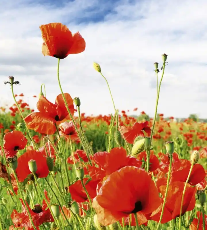 Fototapeta na flizelinie MS-3-0090 RED POPPIES Szybka dostawa