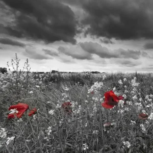 Cena promocyjna Fototapeta na flizelinie MS-3-0091 POPPIES IN BLACK AND WHITE