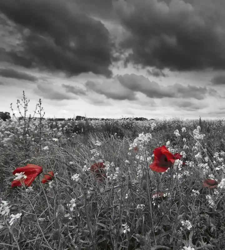 Cena promocyjna Fototapeta na flizelinie MS-3-0091 POPPIES IN BLACK AND WHITE