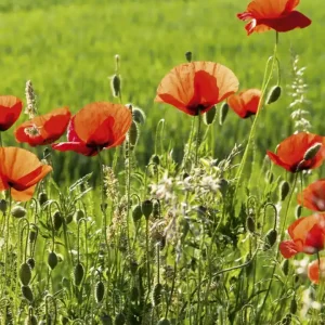 Najlepsza cena Fototapeta na flizelinie MS-3-0092 POPPY FIELD