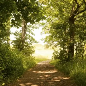 Dostępne od ręki Fototapeta na flizelinie MS-3-0093 FOREST PATH