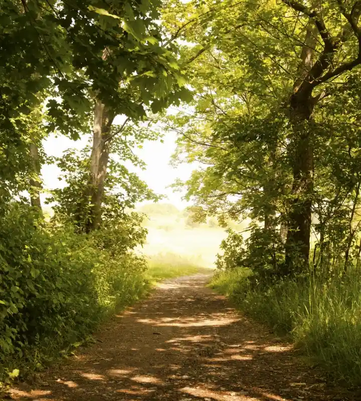 Dostępne od ręki Fototapeta na flizelinie MS-3-0093 FOREST PATH