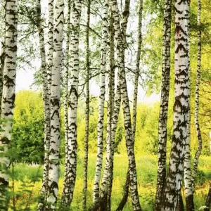 Fototapeta na flizelinie MS-3-0094 BIRCH FOREST Nowość