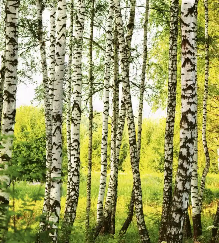 Fototapeta na flizelinie MS-3-0094 BIRCH FOREST Nowość