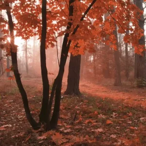 Promocja Fototapeta na flizelinie MS-3-0095 MISTY FOREST