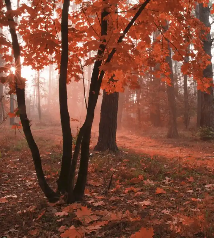 Promocja Fototapeta na flizelinie MS-3-0095 MISTY FOREST