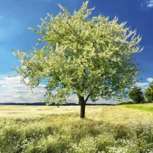Tylko do końca tygodnia Fototapeta na flizelinie MS-3-0096 BLLOSSOM TREE