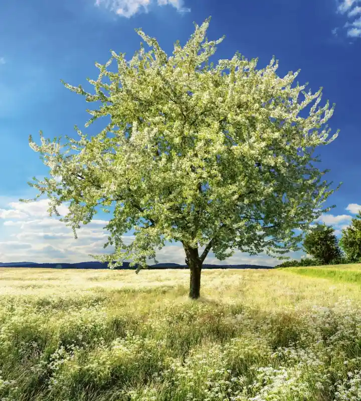 Tylko do końca tygodnia Fototapeta na flizelinie MS-3-0096 BLLOSSOM TREE
