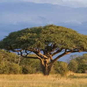 Dostępne od ręki Fototapeta na flizelinie MS-3-0097 ACACIA TREE