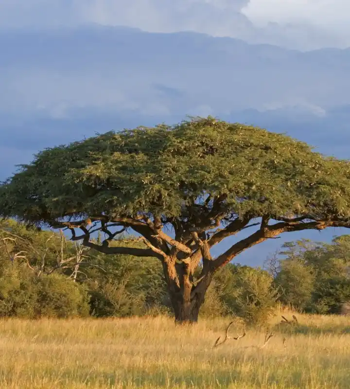 Dostępne od ręki Fototapeta na flizelinie MS-3-0097 ACACIA TREE