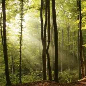 Zniżka Fototapeta na flizelinie MS-3-0098 FOREST