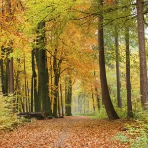 Fototapeta na flizelinie MS-3-0099 AUTUMN FOREST Promocja