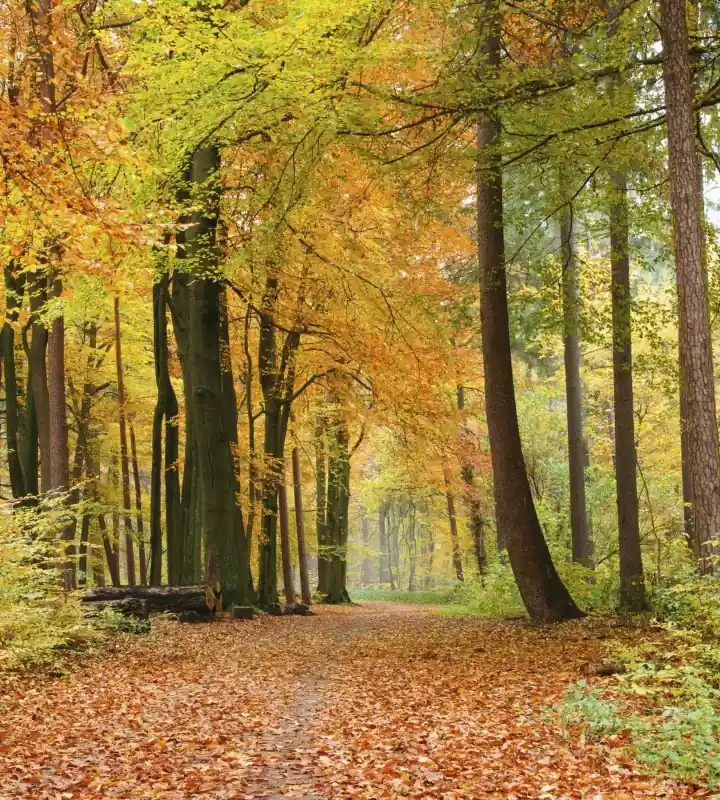 Fototapeta na flizelinie MS-3-0099 AUTUMN FOREST Promocja
