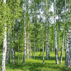 Fototapeta na flizelinie MS-3-0100 BIRCH GROW Ekspresowa dostawa