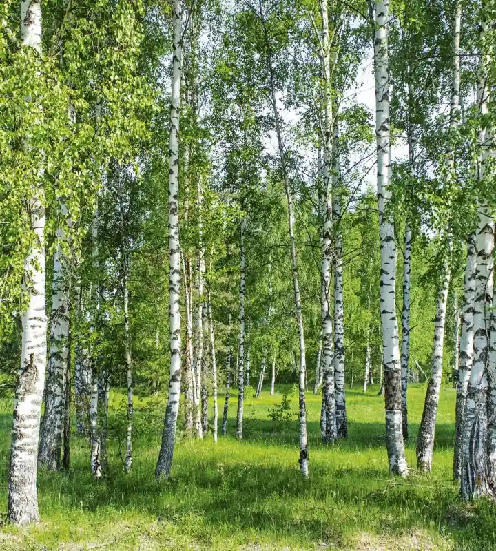 Fototapeta na flizelinie MS-3-0100 BIRCH GROW Ekspresowa dostawa