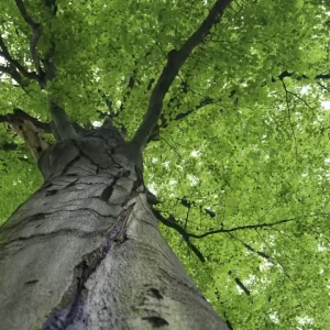 Nie przegap Fototapeta na flizelinie MS-3-0101 TREETOP