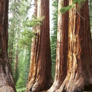 Fototapeta na flizelinie MS-3-0102 SEQUOIA Hit cenowy