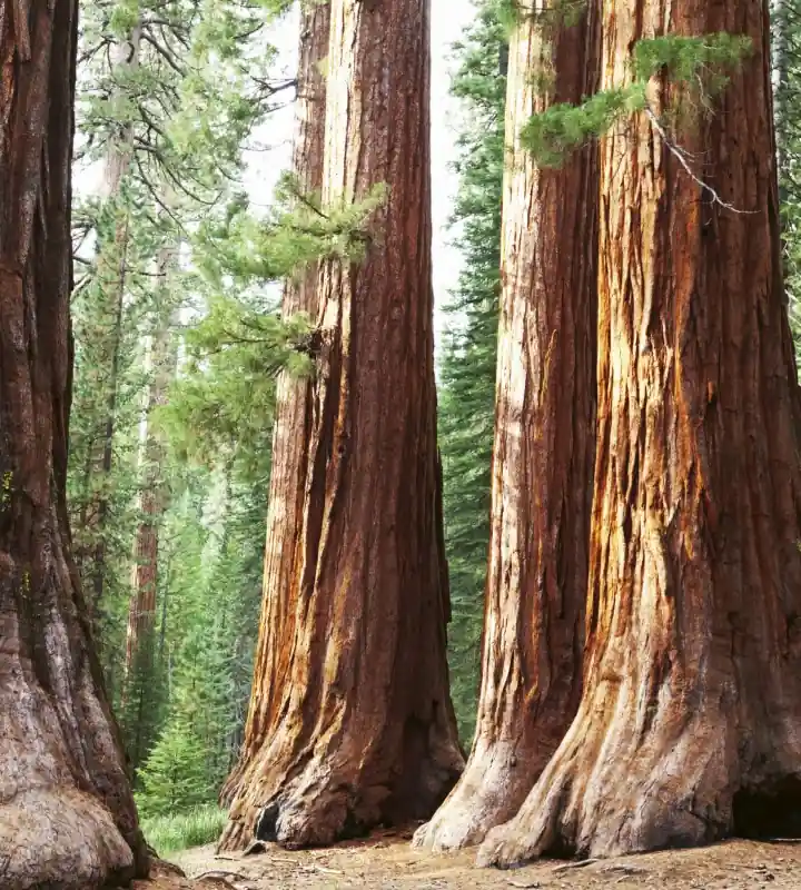 Fototapeta na flizelinie MS-3-0102 SEQUOIA Hit cenowy