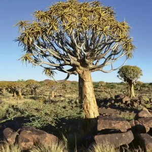 Szybka dostawa Fototapeta na flizelinie MS-3-0103 NAMIBIA