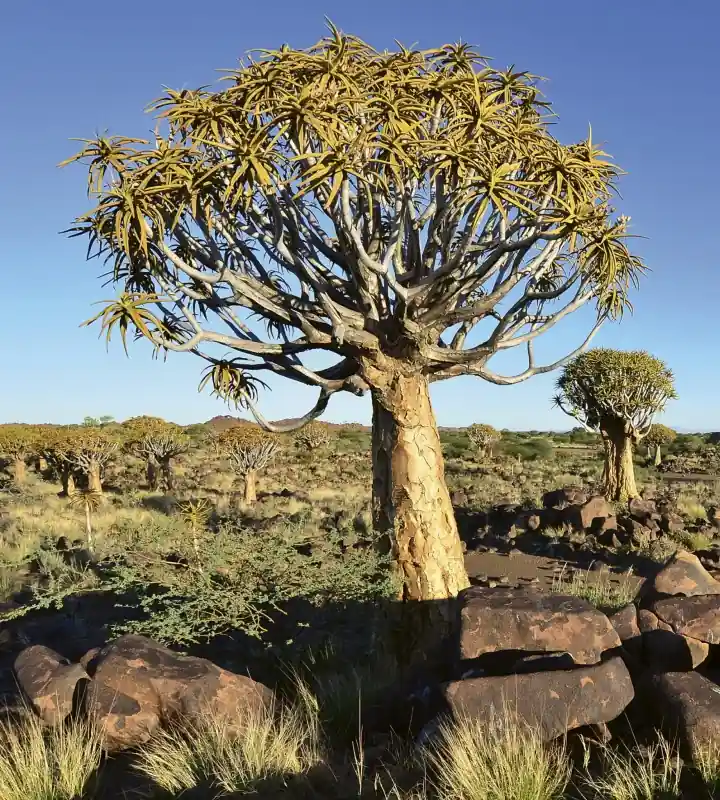 Szybka dostawa Fototapeta na flizelinie MS-3-0103 NAMIBIA