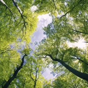 Fototapeta na flizelinie MS-3-0104 TREES Nie przegap