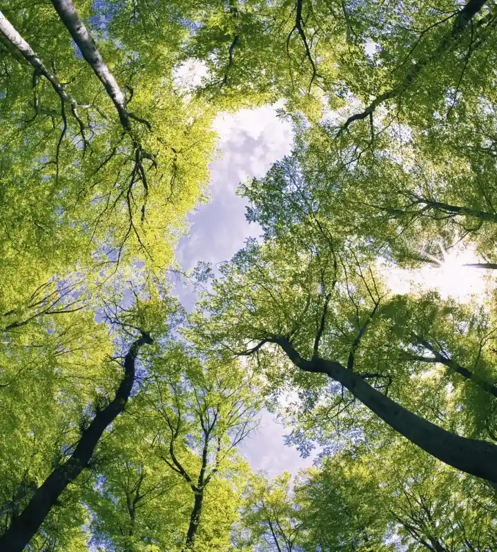 Fototapeta na flizelinie MS-3-0104 TREES Nie przegap