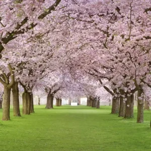 Okazja Fototapeta na flizelinie MS-3-0105 CHERRY TREES