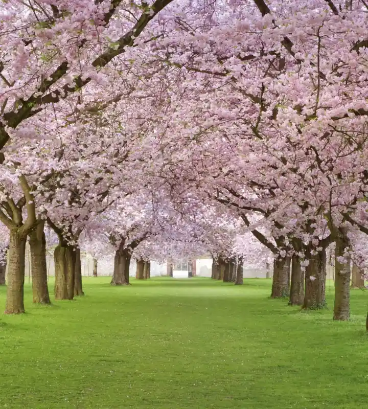 Okazja Fototapeta na flizelinie MS-3-0105 CHERRY TREES