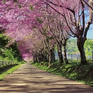 Super okazja Fototapeta na flizelinie MS-3-0106 BLOSSOM ALLEY