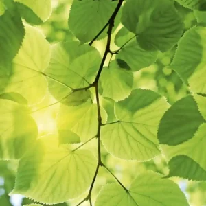 Darmowy zwrot Fototapeta na flizelinie MS-3-0107 GREEN LEAVES